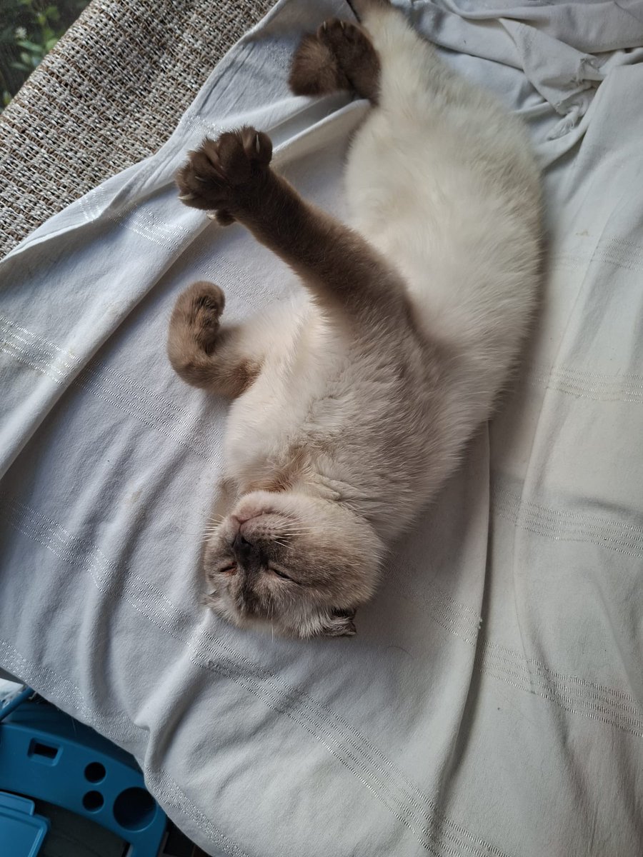 Dünya tatlısı erkek scottish fold. Tahminen 6-7 aylık. Sokakta bulunmuş geldi.  Boynundaki küçük yara izinden başka sorunu yok. Masmavi gözleri var. Huyu o kadar güzel ki. Acil yuva arıyor. İstanbul‼️‼️
