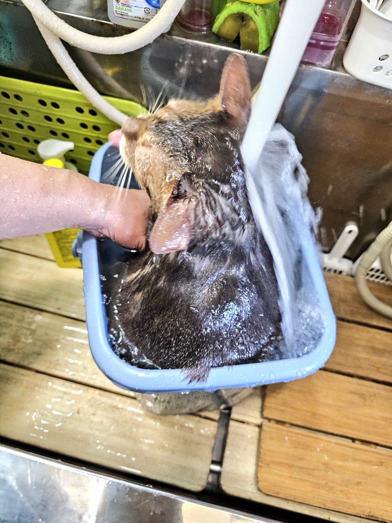 twinklebox1122's tweet photo. 😺猫洗いっ☺️☝️
先月末の猫洗いの予定が…お母さんぎっくり腰と肉離れ😵💦で、一月延期してました。
ちょっとかよくなったので、本日より猫洗い開始っ😄☝️先ずはお風呂大好き『松(ｼｮｳ)くん😺』✨️
水道じかの滝修行も御覧あれ(笑)
※⚠️ドライヤー音量注意⚠️※ https://t.co/D1viPJObAf