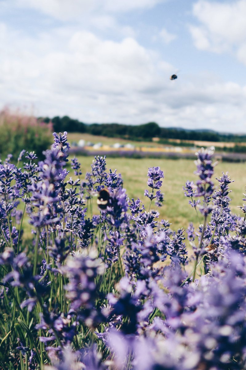Lavender Field 🪻🤍