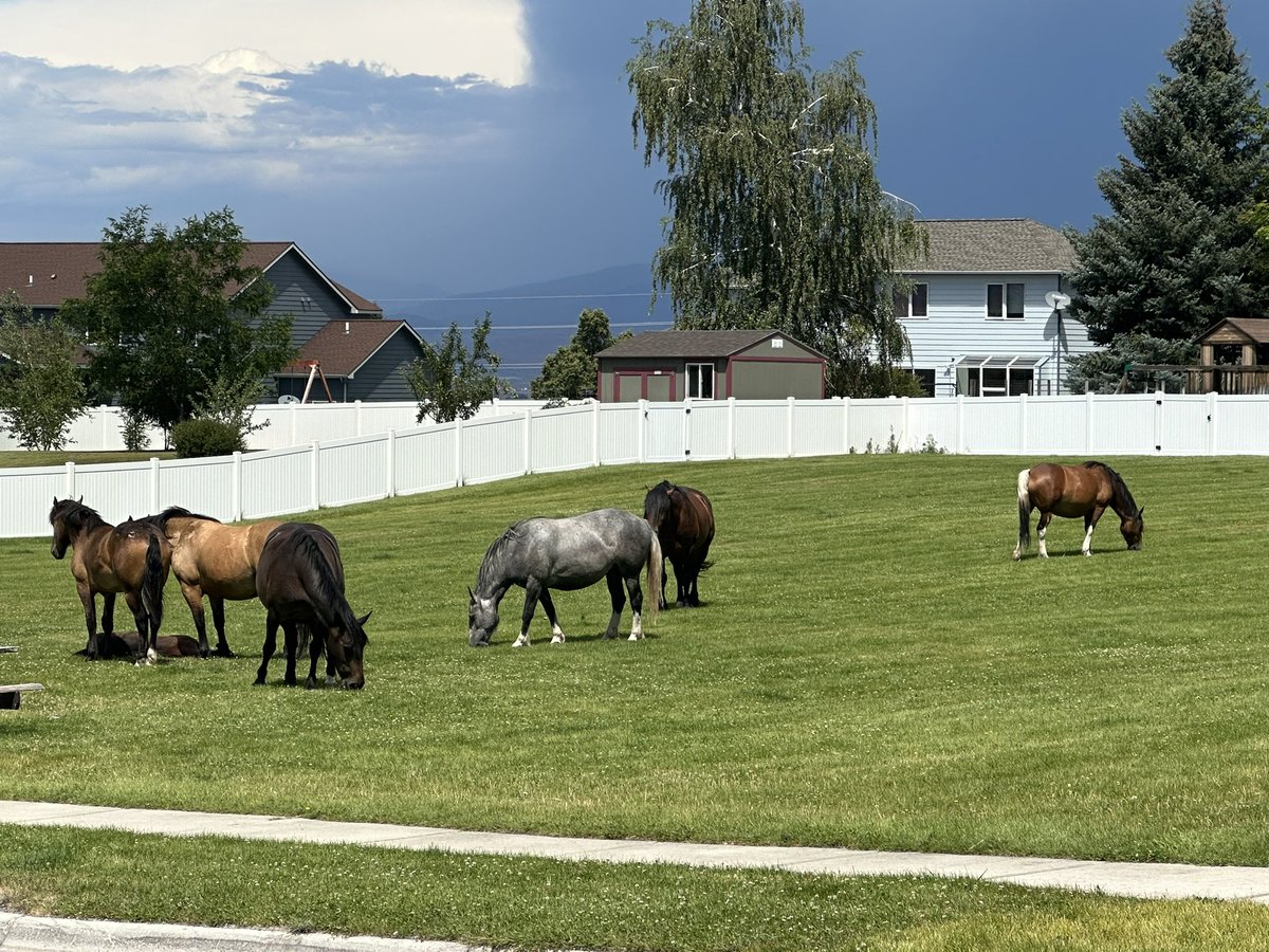 Wild horses hanging out ❤️🇺🇸