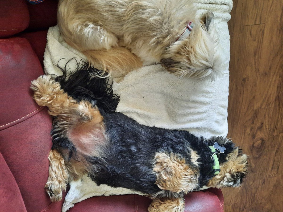 What a hard life we have 😀#dogs