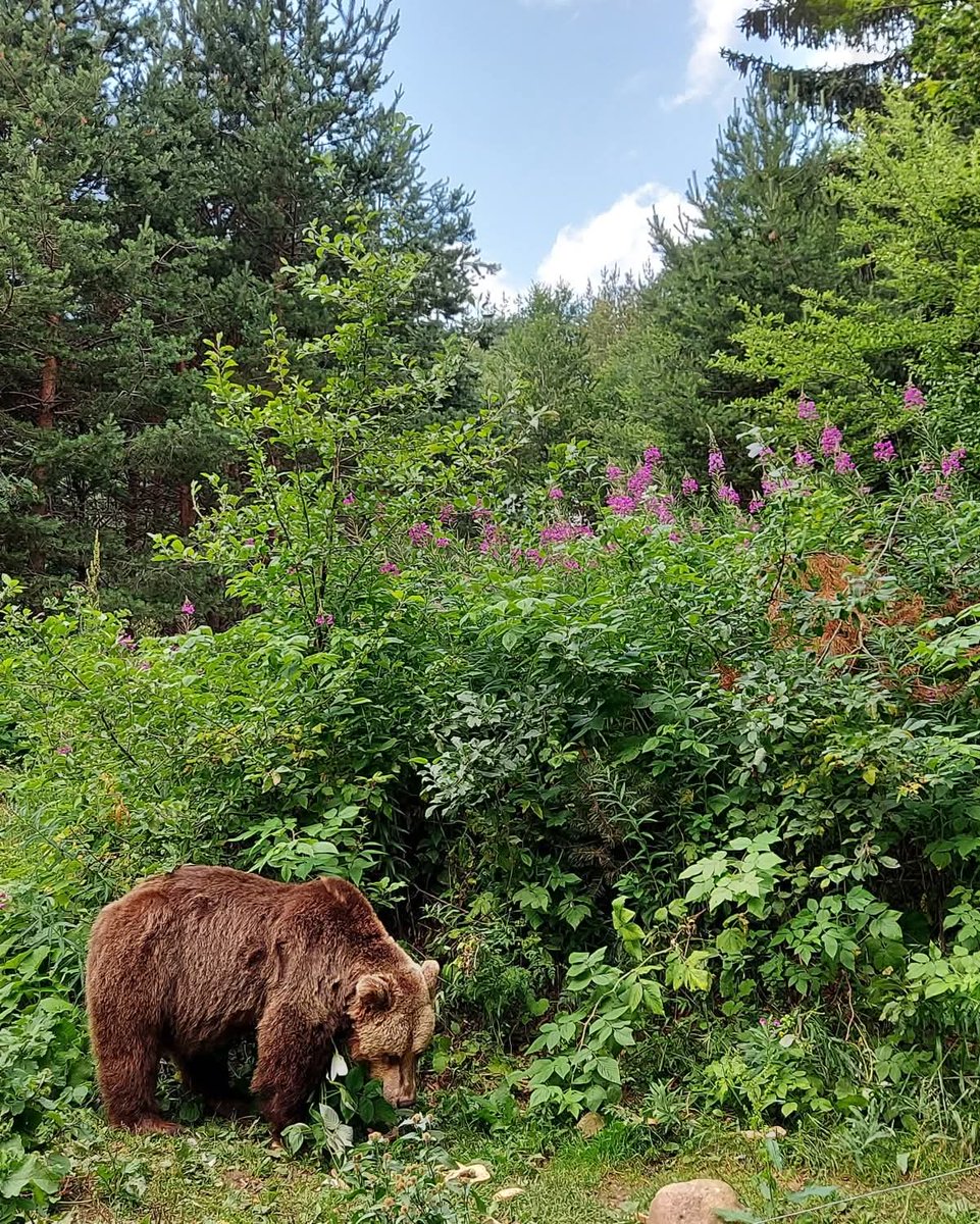 Dear friends,
During the months of July and August ☀️, you will be able to visit us from 10 am until 12 pm and again from 1 pm to 6 pm. Last entry at 5:30 pm (every day).
We are looking forward to your visit at BEAR SANCTUARY Belitsa!