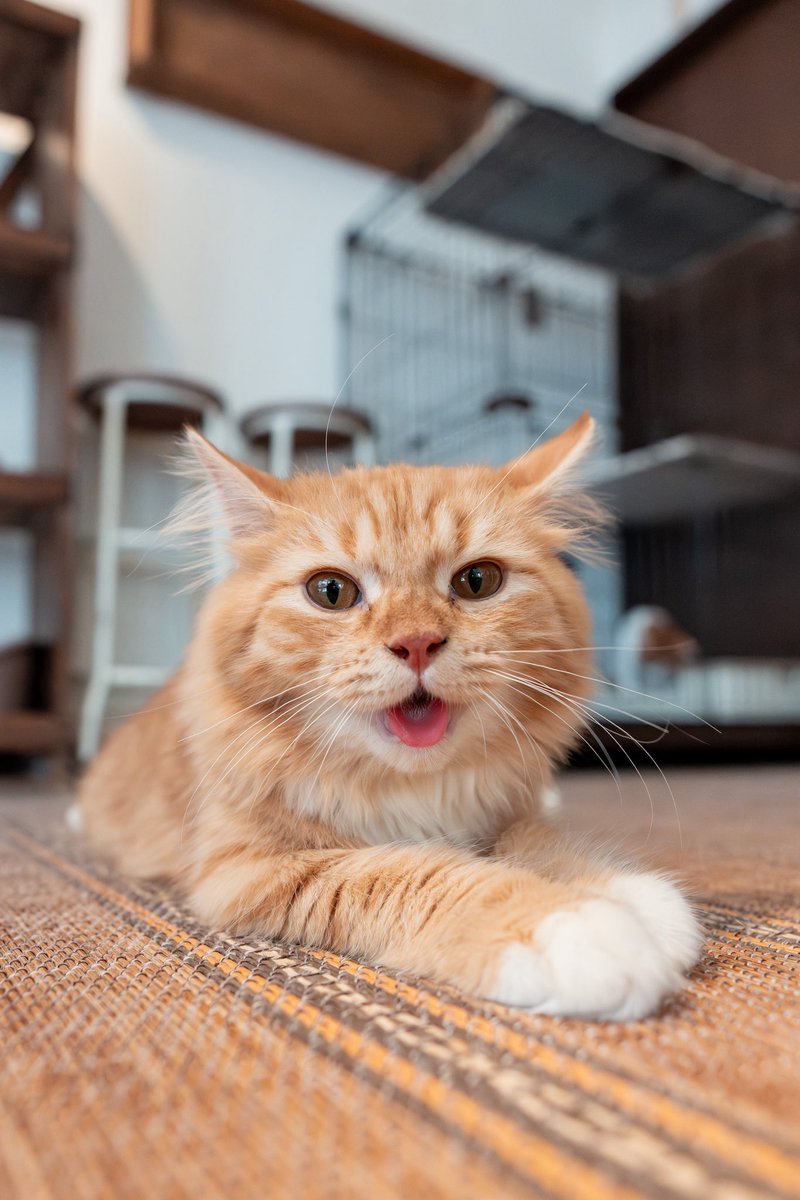 バニラチャイ カード検索 ｜ Z/X - Zillions of enemy X - ゼクス公式サイト