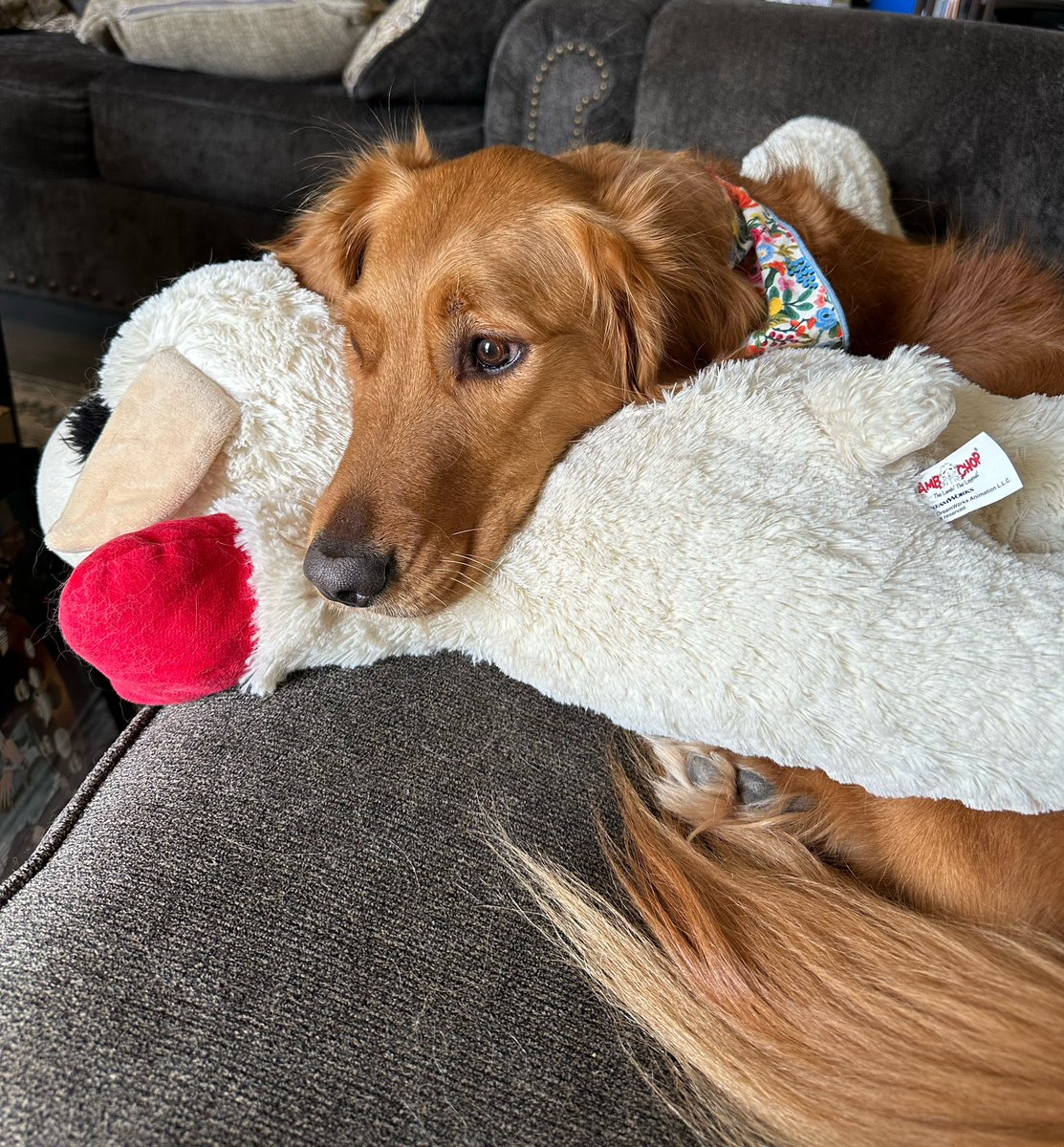 I learned how to perform surgery and all different suture patterns and each one’s strengths and weaknesses

And the fact I can apply that exact knowledge to fixing the toys my dog loves but destroys is hilarious to me 😂

Not pictured, the giant gash in the back of this lamb chop