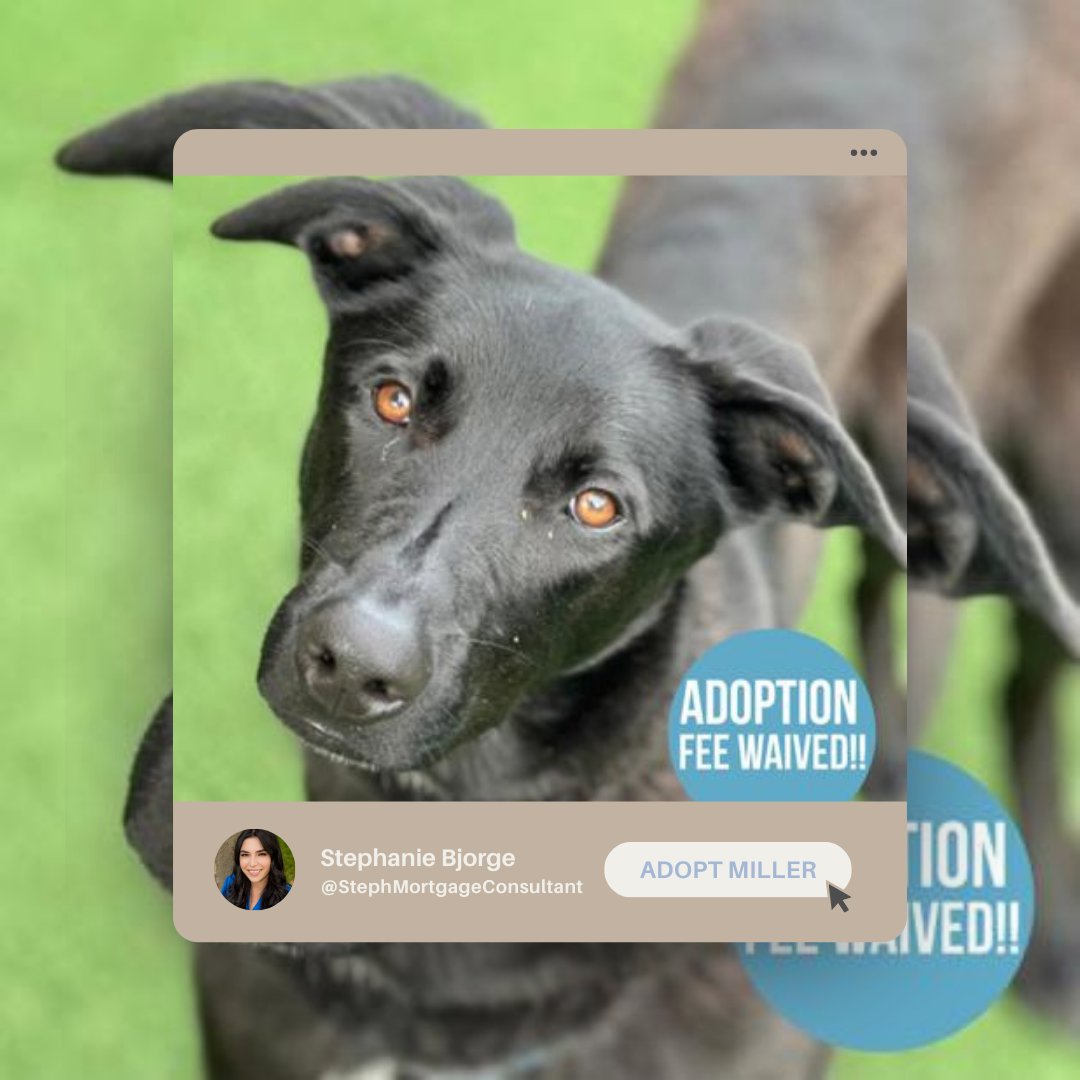 StephMortgage's tweet photo. Miller is a lively 1-year-old, 60-pound dog, available to adopt for FREE at the @SacramentoSPCA, who is looking for his forever home! 

https://t.co/CjO4uu8zB1 https://t.co/XSh2FI9svz