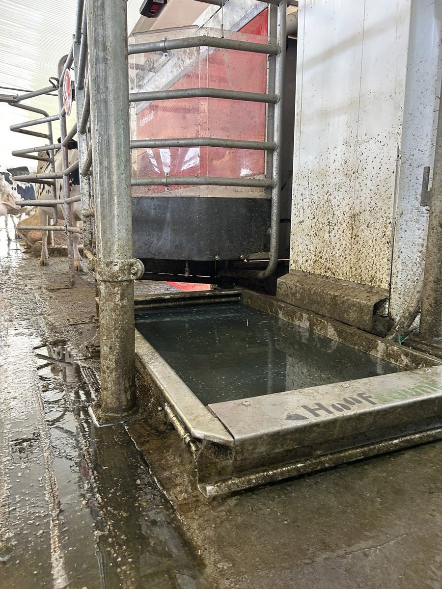These 2 standard #Hoofcount Automatic footbaths recently installed at Lakeview L&amp;S are set up as a multi-bath system, which means 1 control box for 2 footbaths!
If you're looking to upgrade your foot bathing routine, reach out to #Grandriverrobotics to get your personalized quote