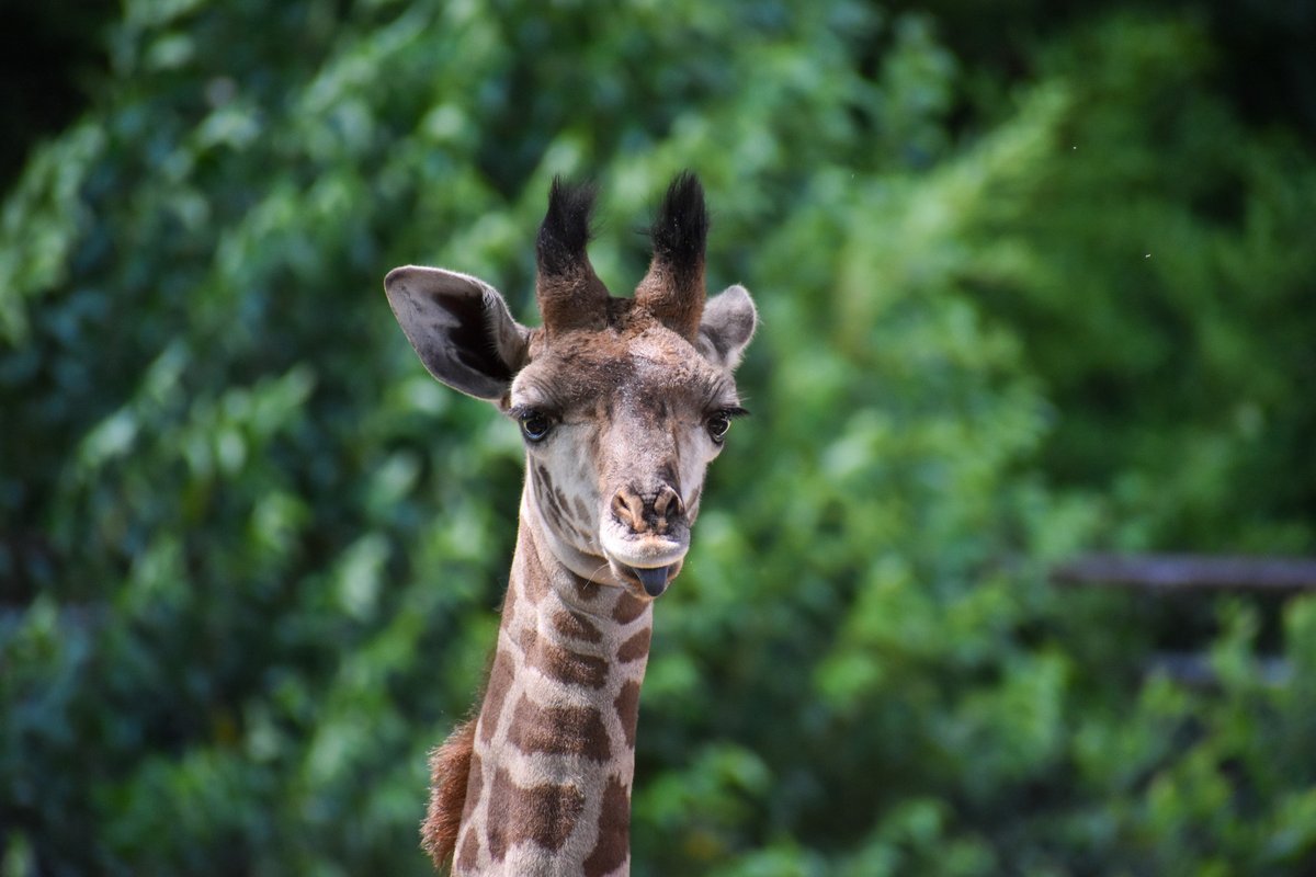 #TongueOutTuesday: Kendi edition 😛