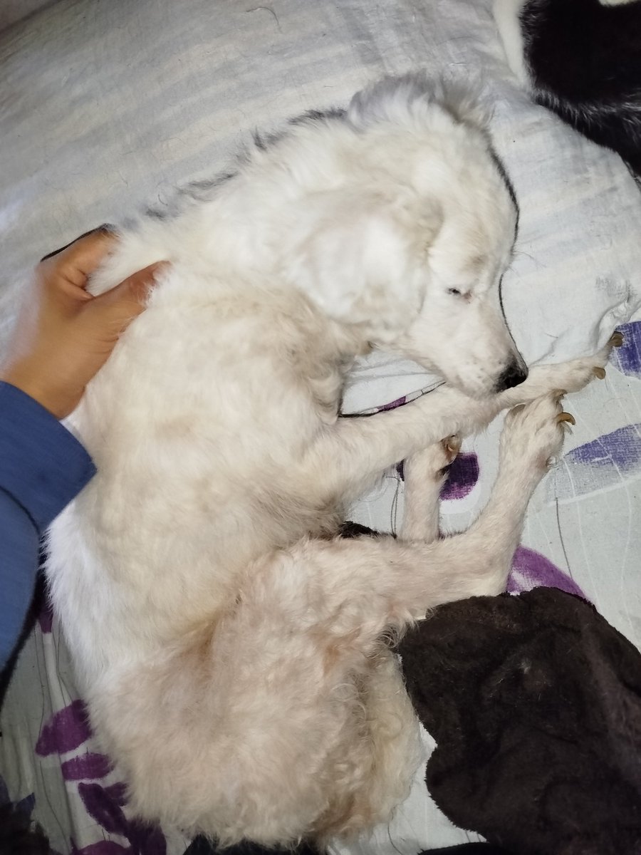 🆘ADOPTA🆘COMPARTE🆘APOYA🆘 éstos pequeños comen pollito pero hoy estoy en ceros $ ayer con mucho esfuerzo compre mi gas🙀 también están pendientes por vacunas por favor🙏 una patita🐾 ya se terminó la arena😰 Ecatepec DONA en especie🐕🐈‍⬛🐩🐈🆘