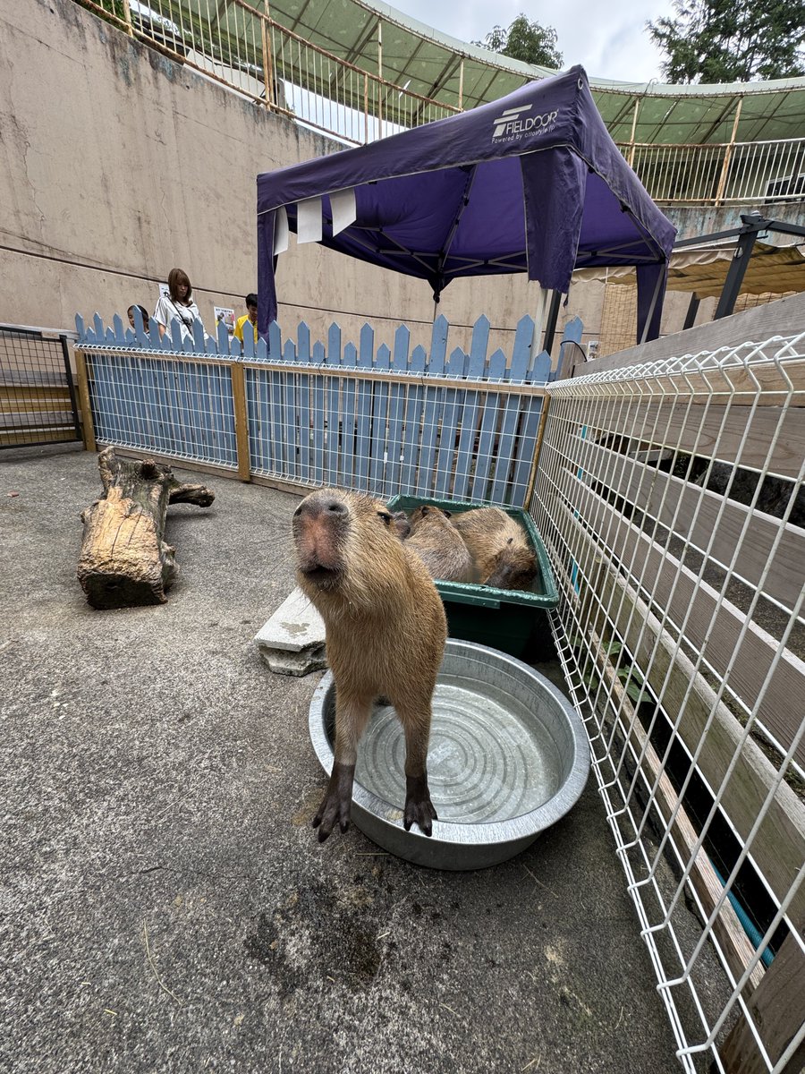 てぃーけー tweet media