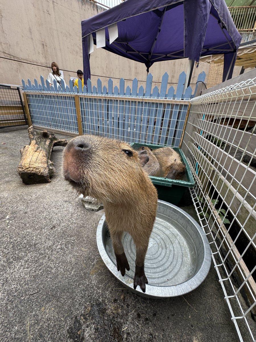 てぃーけー tweet media