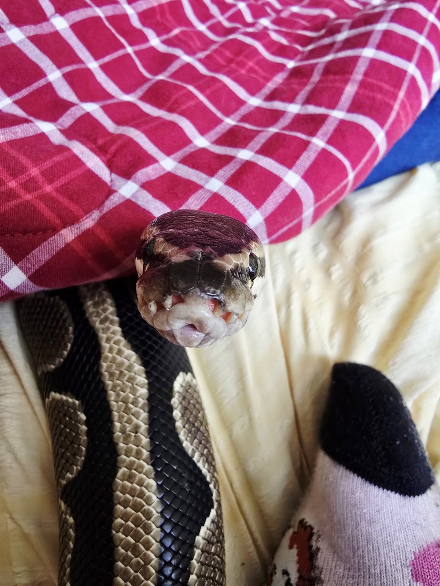 SerpentEmpress_'s tweet image. Here&apos;s a cute photo of my snake, Harley 💚 #ballpython #royalpython #snake