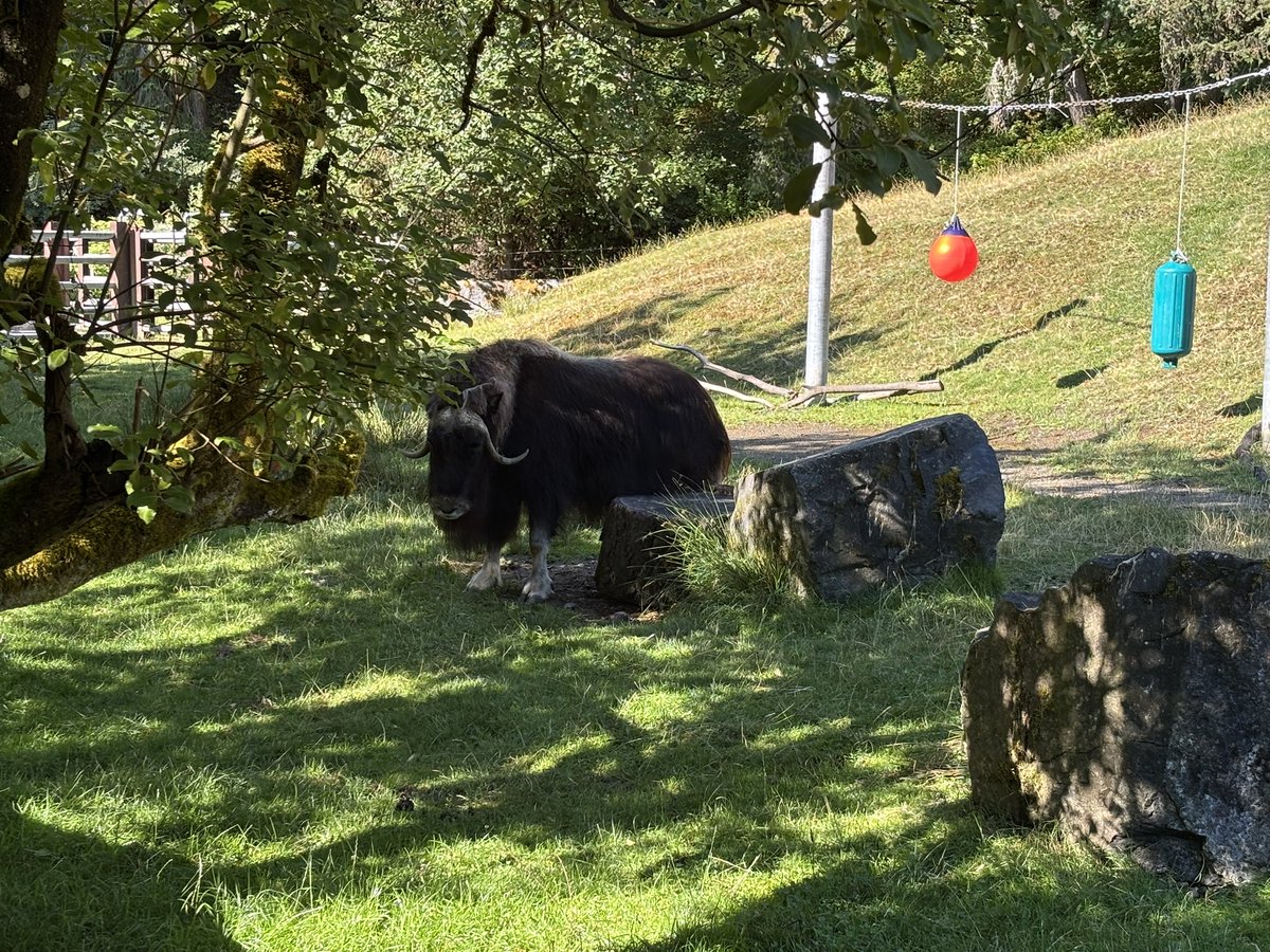 Musk Ox at Point Defiance