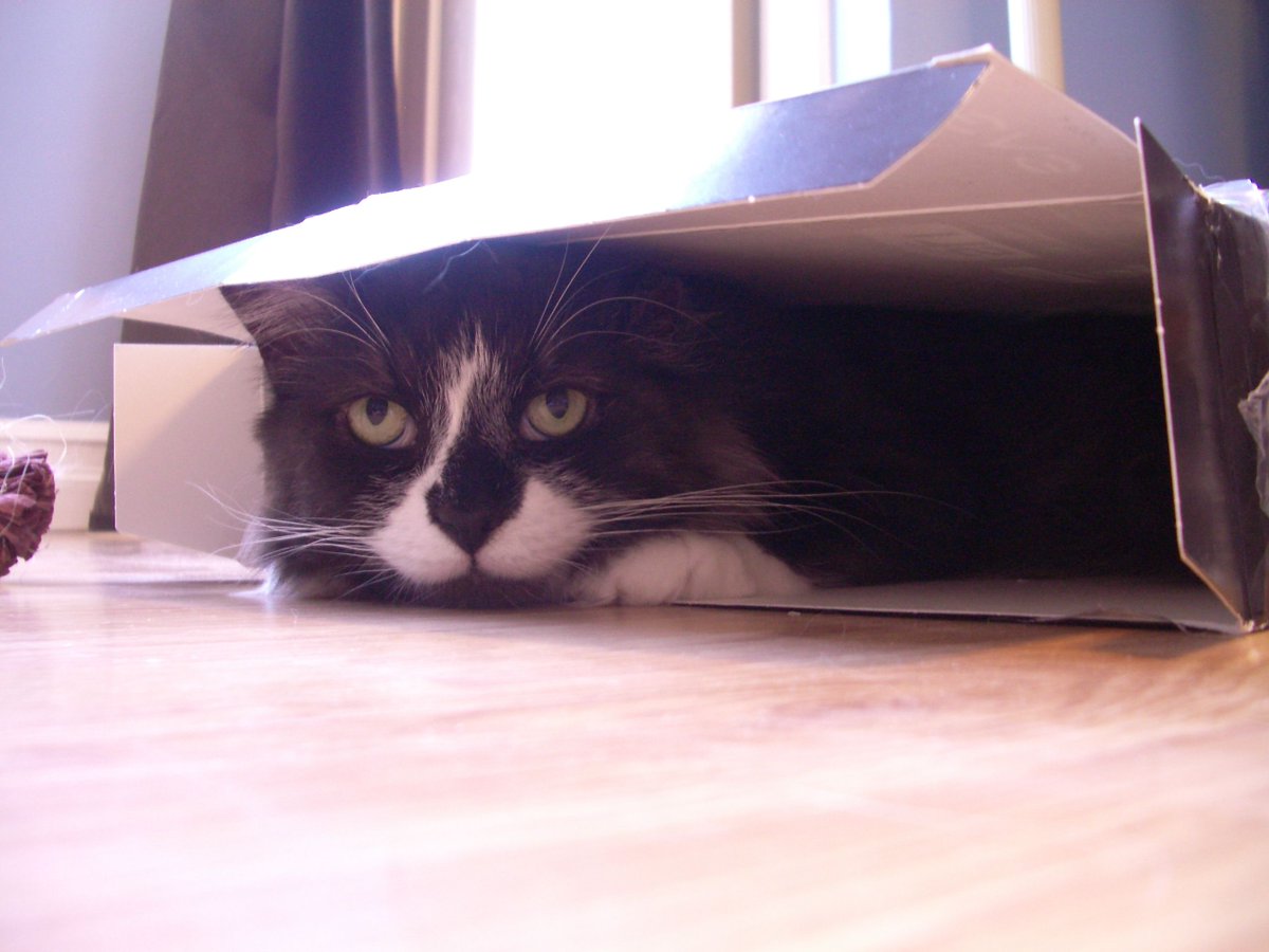 Maman is still not sure how he managed to fit in there! He was a gentleman adventurer at heart.
#SSCCHallOfFame #CatsOfTwitter