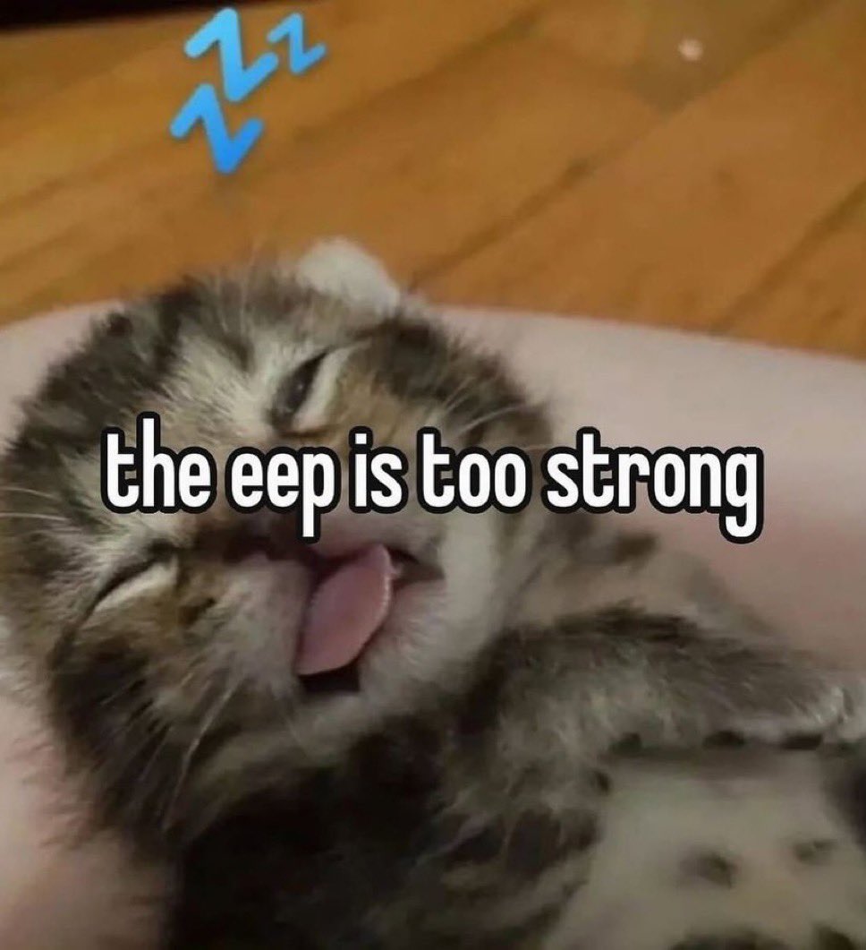 LiterallyMeCats (@literallymecats) on Twitter photo 