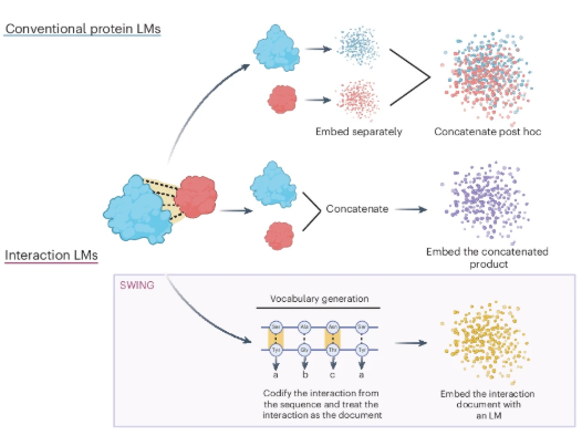 Nature Methods (@naturemethods) on Twitter photo Introducing SWING, a versatile interaction language model that predicts peptide and protein interactions.
<a href="/jishnu1729/">Jishnu Das</a>
nature.com/articles/s4159… Introducing SWING, a versatile interaction language model that predicts peptide and protein interactions.
<a href="/jishnu1729/">Jishnu Das</a>
nature.com/articles/s4159…