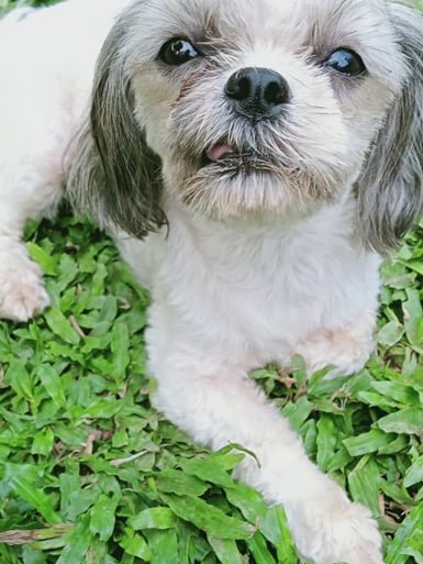 Good morning Everyone. It's Hump Day. So Fiona is sending you all a #Boop to start your day off right. At the moment it looks like the bad weather will miss us again &amp; pass over the Northern tip of the country. Hoping so. Teacups familyxx🇵🇭❤️😍👍
#dogs #dogsofx #wedensdayvibe