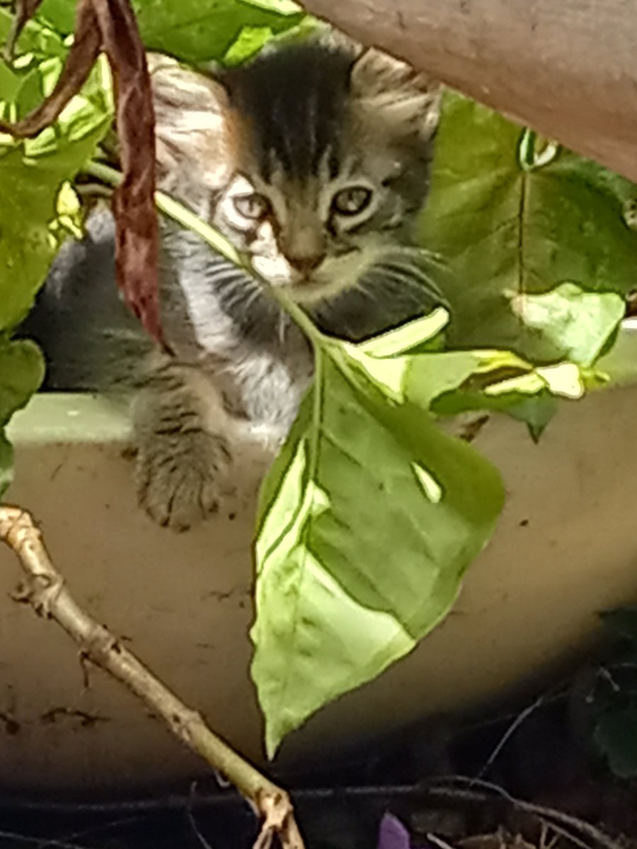 Maria_A_Torres's tweet photo. Mi Tigre https://t.co/uSaIhfww69