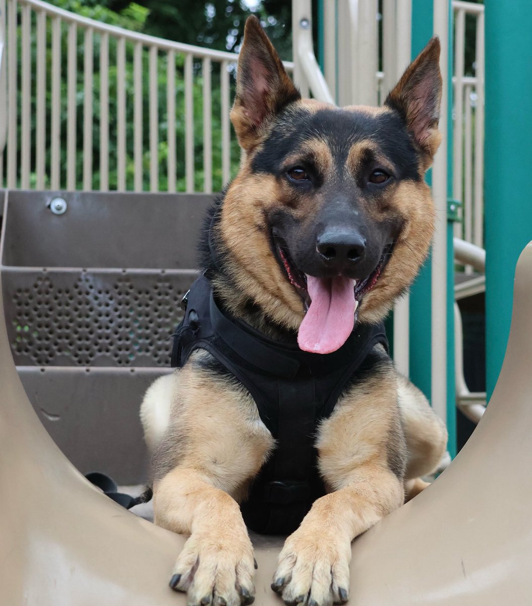 SCPDHq's tweet photo. Join us in wishing K9 Nitro a very happy birthday! https://t.co/vC6ve2nXS7