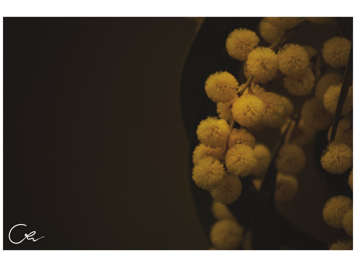 CellsDivide7's tweet photo. The golden wattles bloom
When heats of stone presume,
But even the cold can break
When love begins to wake. https://t.co/uReRKuyQdV