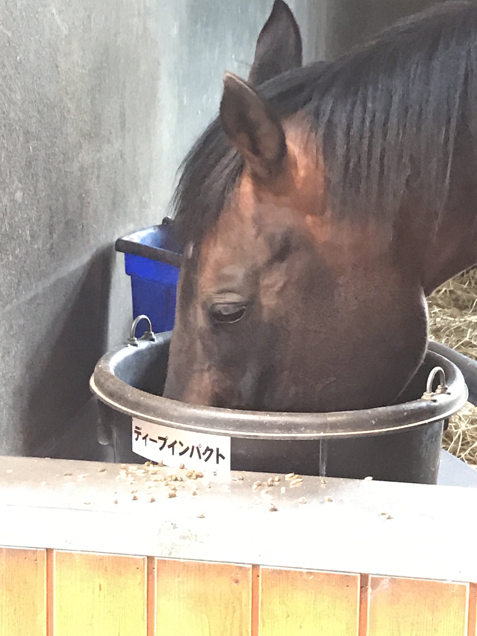 【美品】ディープインパクト～日本近代競馬の結晶～ブルーレイ Amazon.co.jp: 競馬ノンフィクション選集「 名馬堂々Ⅱ