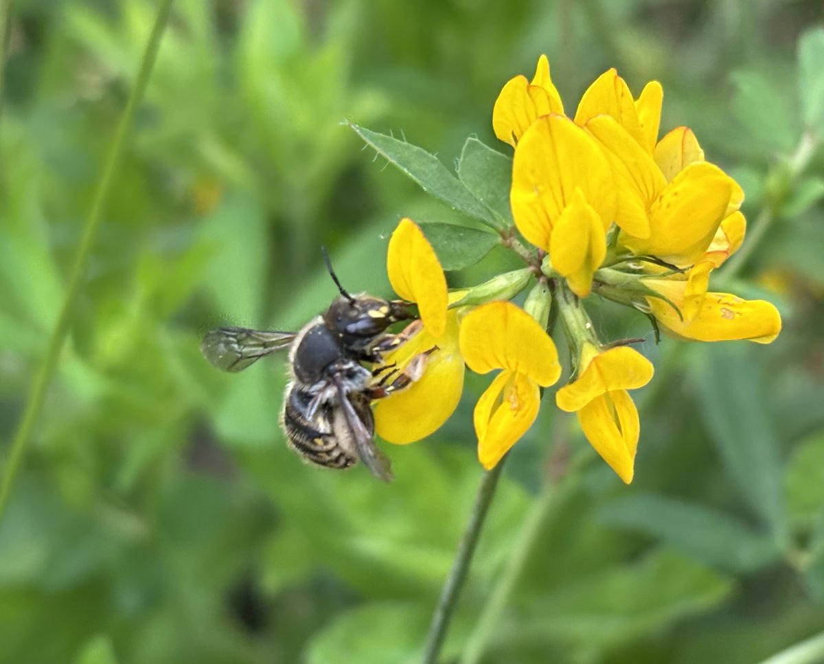 Reefpaths (@reefpaths) on Twitter photo Very cool to spot our first Wool Carder Bee (Anthidium manicatum) <a href="/RSPBSaltholme/">RSPB Saltholme</a> Middlesbrough ๐ Think ours is a โ and despite poor quality photos just delighted to see this gem of a #Bee ๐๐ Very cool to spot our first Wool Carder Bee (Anthidium manicatum) <a href="/RSPBSaltholme/">RSPB Saltholme</a> Middlesbrough ๐ Think ours is a โ and despite poor quality photos just delighted to see this gem of a #Bee ๐๐
