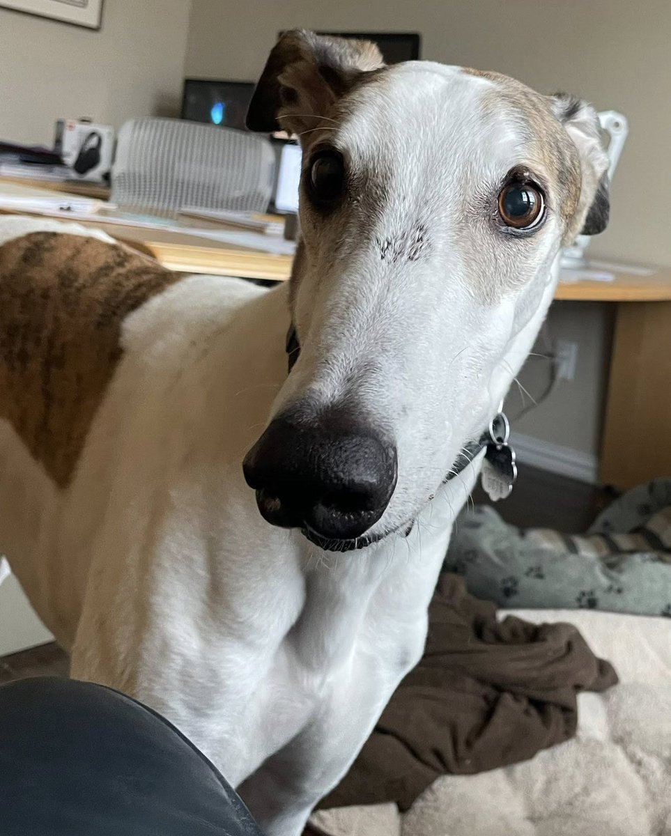 😇 Please join us in celebrating Greyhound Marty's life with his loving family!  (fka JD Annihilator, GALT #3616, December 30, 2014, to July 26, 2025. Pete and Lynne Longo will miss his gentle soul.) #Greyhounds #RainbowBridge