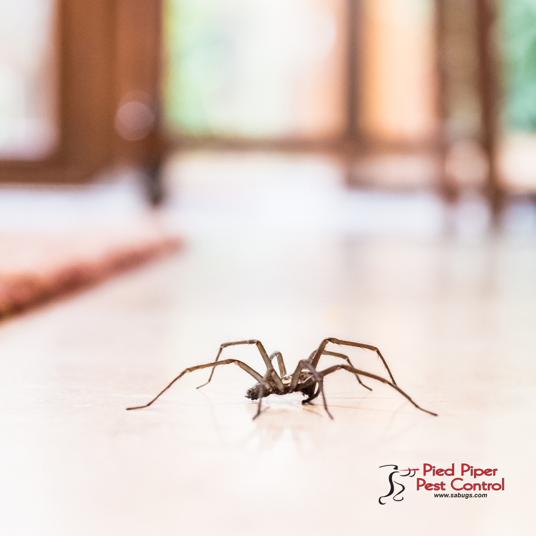 sabugs1's tweet image. Don’t let spiders take over your home or office! 

Call us today to schedule a free inspection (210) 702-2060.

monkeylink.co/4e6cbc
 #PestControlServices #AffordablePestControlService
