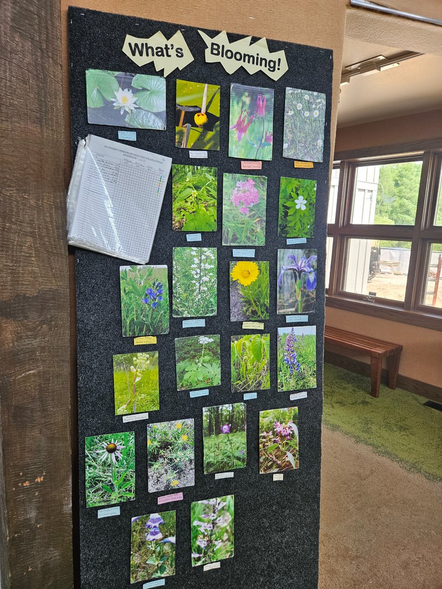 If you’re working on your plant ID skills, visit our “What’s Blooming” board in the Visitor Center. Updated weekly by a phenology volunteer, it gives an of-the-moment forecast about what you might see when you hike the trails. It’s always a great time to learn something new!