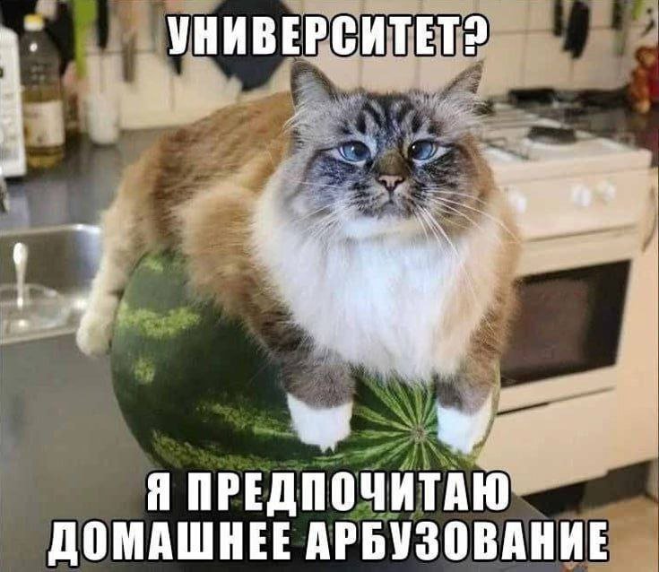 cats, i love cats (@catsilcats) on Twitter photo 