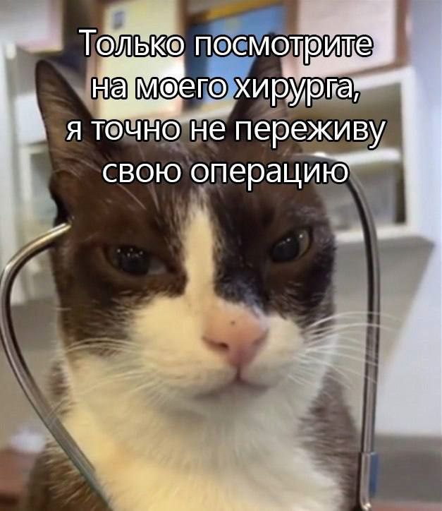cats, i love cats (@catsilcats) on Twitter photo 