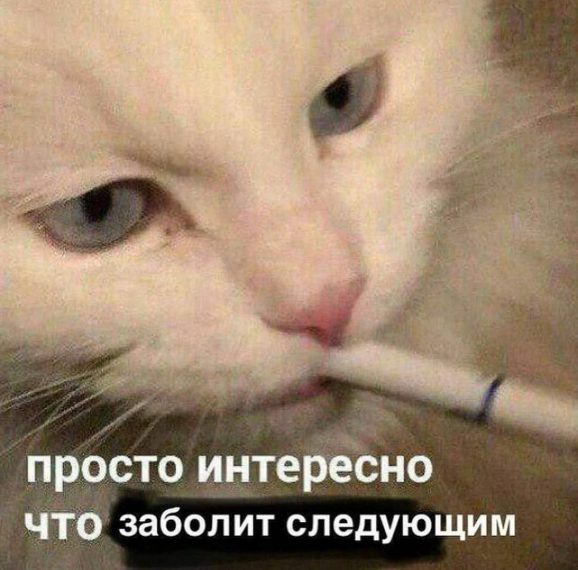 cats, i love cats (@catsilcats) on Twitter photo 