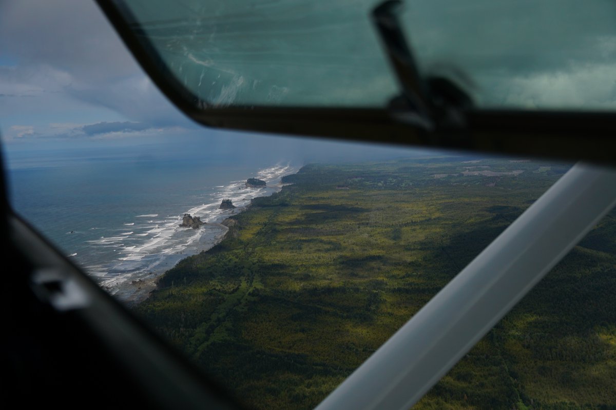 lighthawk_org's tweet image. Some of Washington’s most important forests can’t be fully understood from the ground.

We recently flew with @legacyforestdfs to document old-growth forests, important for species like the endangered Marbled Murrelet. 

Conservation starts with visibility.
#LightHawk