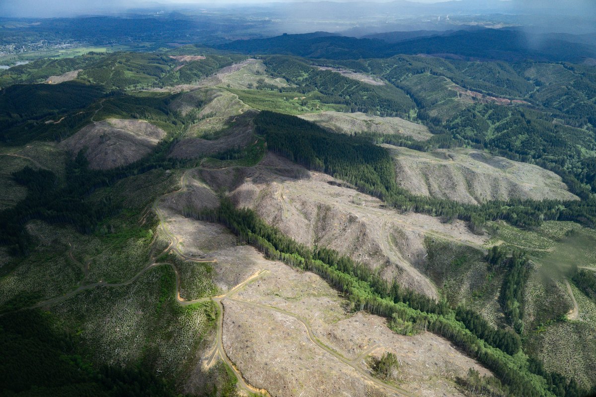 lighthawk_org's tweet image. Some of Washington’s most important forests can’t be fully understood from the ground.

We recently flew with @legacyforestdfs to document old-growth forests, important for species like the endangered Marbled Murrelet. 

Conservation starts with visibility.
#LightHawk