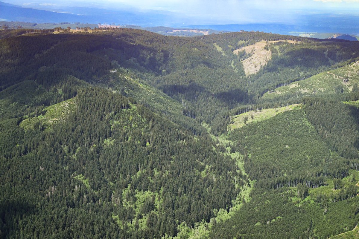 lighthawk_org's tweet image. Some of Washington’s most important forests can’t be fully understood from the ground.

We recently flew with @legacyforestdfs to document old-growth forests, important for species like the endangered Marbled Murrelet. 

Conservation starts with visibility.
#LightHawk