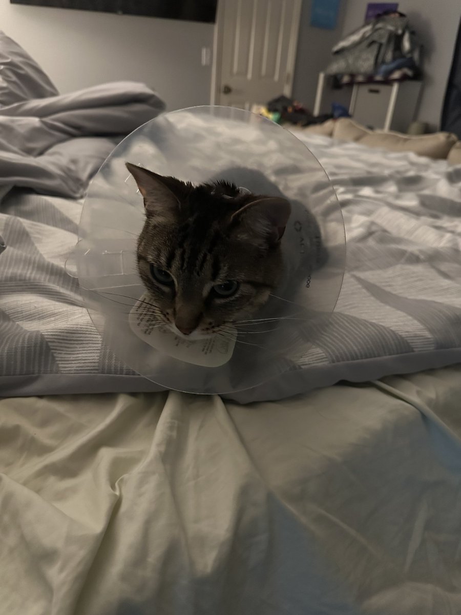 Post surgery cone. Poor thing keeps running into everything and freaking out. Have to wear for 2 weeks before stitches get removed.