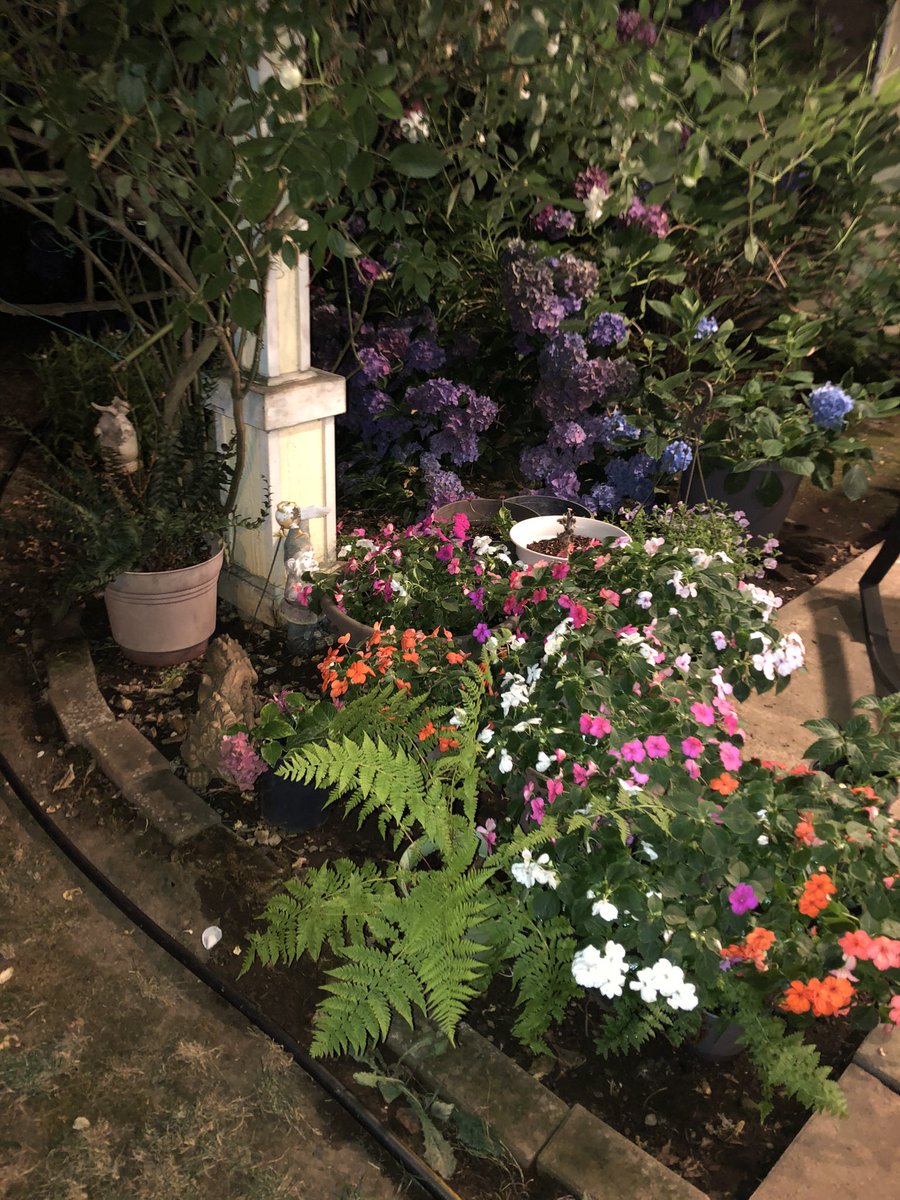 Rox (@roxuniverse) on Twitter photo The patio at dusk… The patio at dusk…