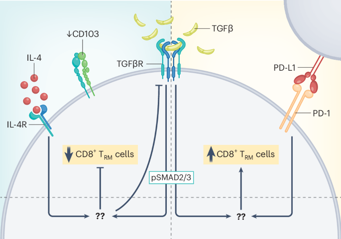 Waggoner Lab (@labwaggoner) on Twitter photo TGFβ-mediated signals involving IL-4 and PD-1 enable CD8+ T cells to establish tissue-residence in skin
nature.com/articles/s4159…
<a href="/niroanandalab/">Niro Anandasabapathy</a>
nature.com/articles/s4159…
<a href="/NatImmunol/">Nature Immunology</a>
preview by <a href="/PrlicLab/">Prlic Lab</a> nature.com/articles/s4159… TGFβ-mediated signals involving IL-4 and PD-1 enable CD8+ T cells to establish tissue-residence in skin
nature.com/articles/s4159…
<a href="/niroanandalab/">Niro Anandasabapathy</a>
nature.com/articles/s4159…
<a href="/NatImmunol/">Nature Immunology</a>
preview by <a href="/PrlicLab/">Prlic Lab</a> nature.com/articles/s4159…
