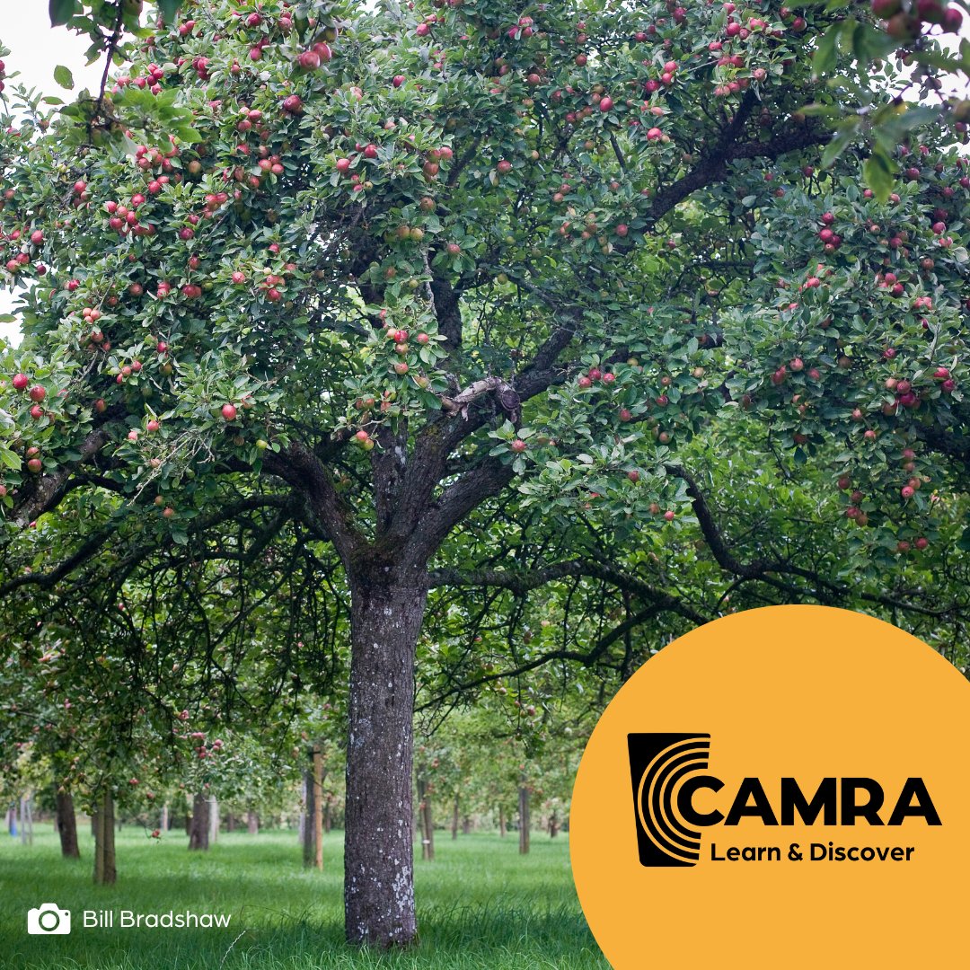 CAMRA_Official's tweet image. 🌳 Rachel Hendry returns to our #LearnandDiscover platform with her Community Orchard series, read part one now!

🤝 Discover how community orchards are formed and the difference between commercial and traditional orchards.

📖 Go here: orlo.uk/zwybN

📸 @BillBradsPhoto