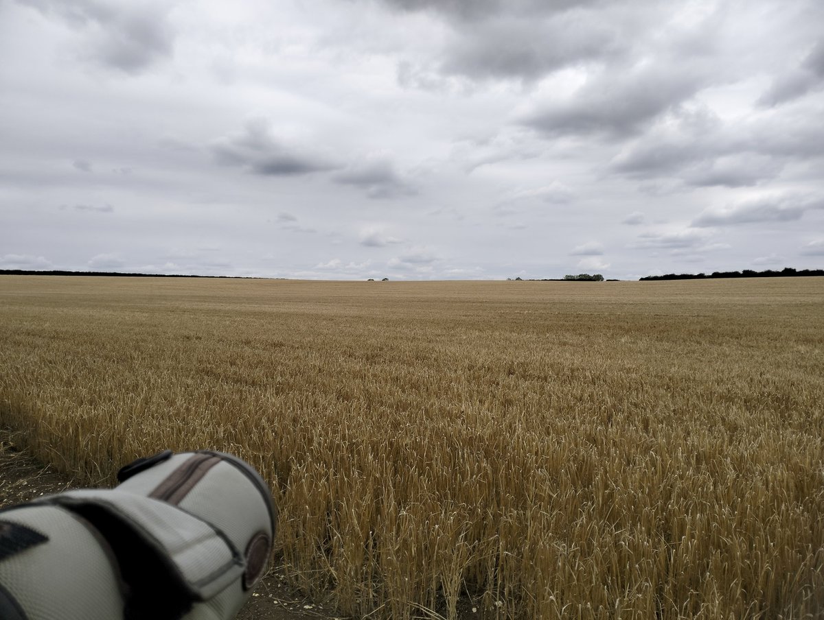 Cockayne Hatley, E Beds. 14.15. Really wasn't expecting to find and watch an imm/fem Marsh Harrier quartering the fields and hedgerows S of the village. Showed, on and off, for c20 mins. Patch first for <a href="/JohnDarlin2430/">John Darlington</a> 👍. #BedsBirds