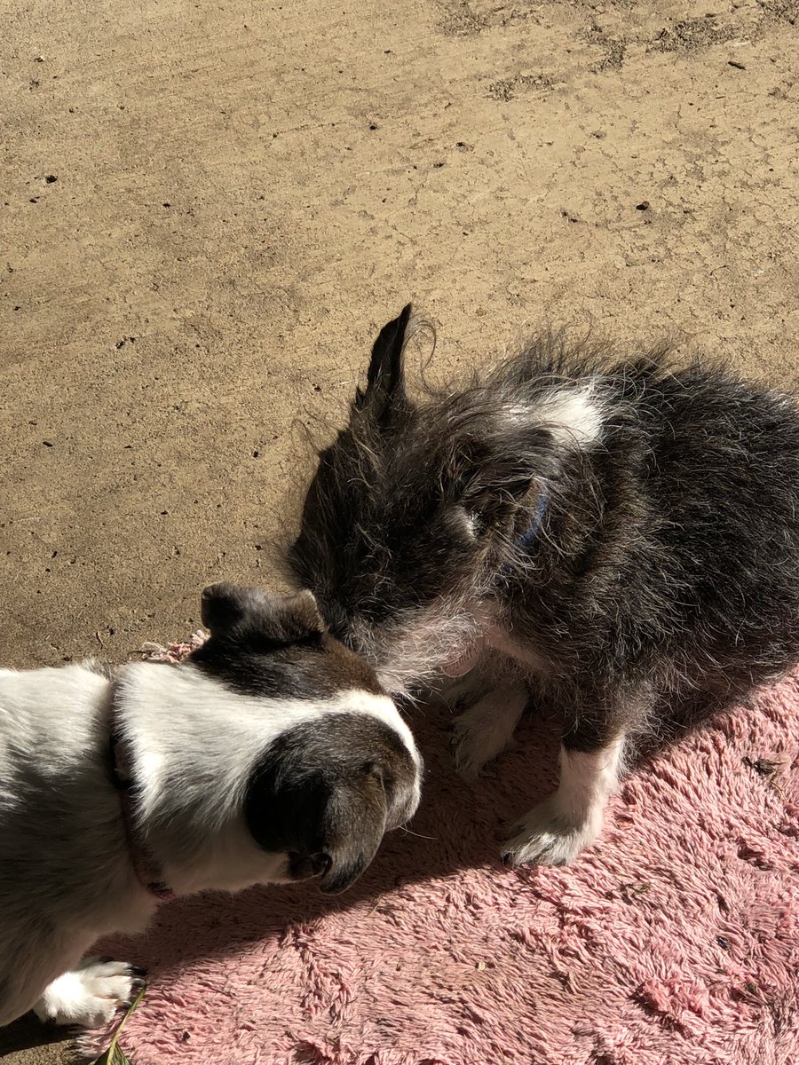 Rox (@roxuniverse) on Twitter photo Gertie kisses Oscar! Gertie kisses Oscar!