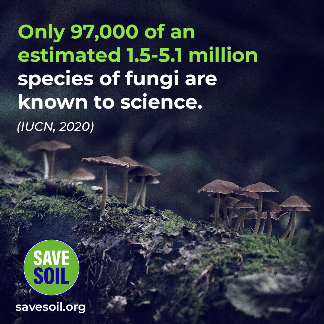 karthikeyan1381's tweet image. Soil is Living ecosystem still not recognised be many Nations @cpsavesoil 
#SaveSoil
#Lifeforms
@ICRAF