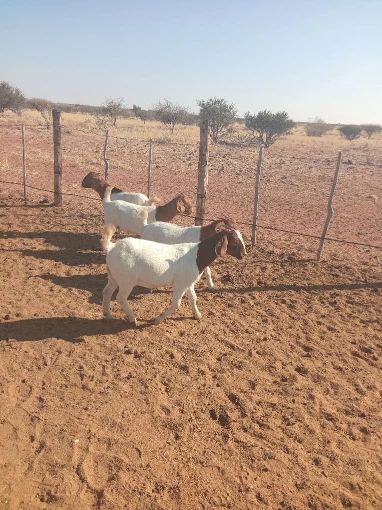 30 x young ewes 
N$2000 each
Maltahohe area
+264 81 413 5120