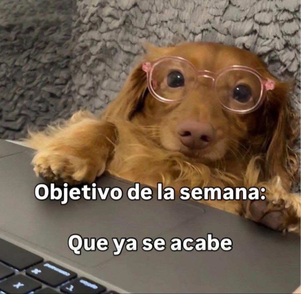 Dilo con perritos (@diloconperritos) on Twitter photo 