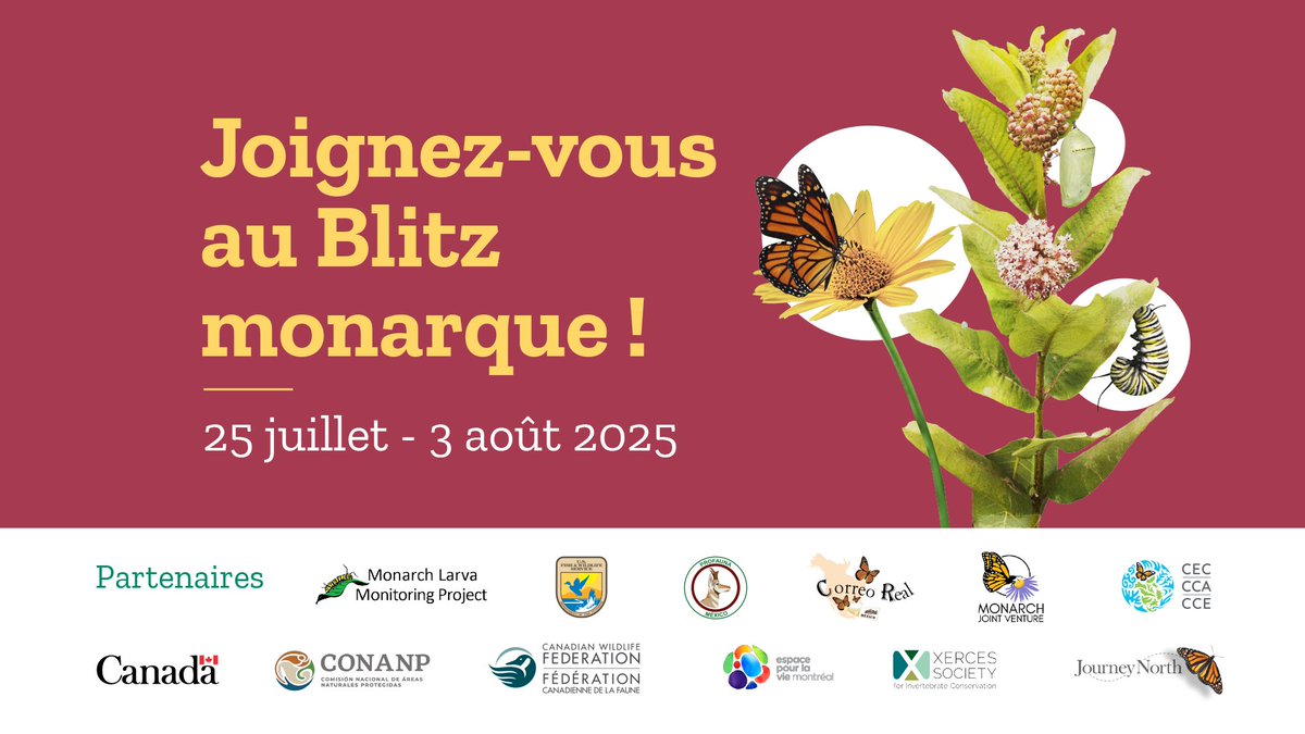 🦋 #SVQ seul le #BlitzMonarque permet aux 3 pays de comprendre la productivité de reproduction du papillon monarque, son aire de répartition et sa période de migration en #AmériqueDuNord ?

Participez à sa conservation grâce à la science participative :
👉 cec.org/fr/blitz-inter…