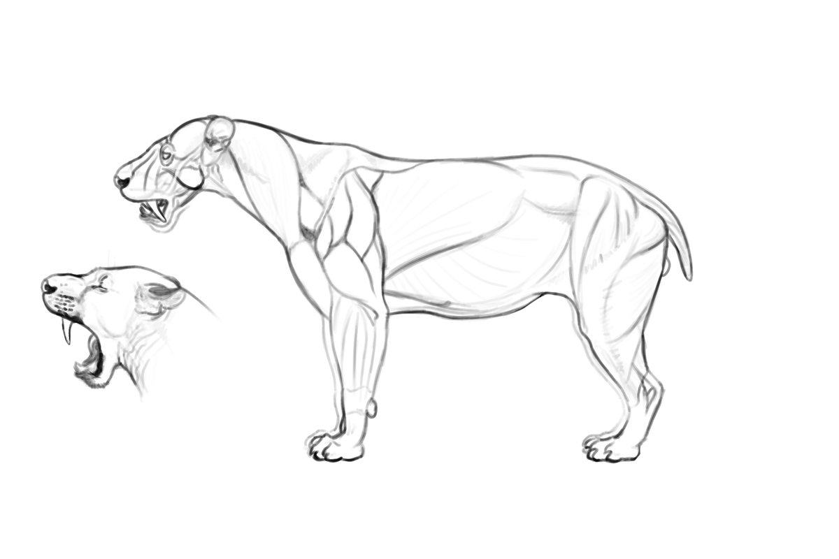 actually, don't think I ever officially shared these Smilodon populator muscle studies I did back in 2021. A good couple of things I would change/ interpret differently today, but otherwise still mostly solid