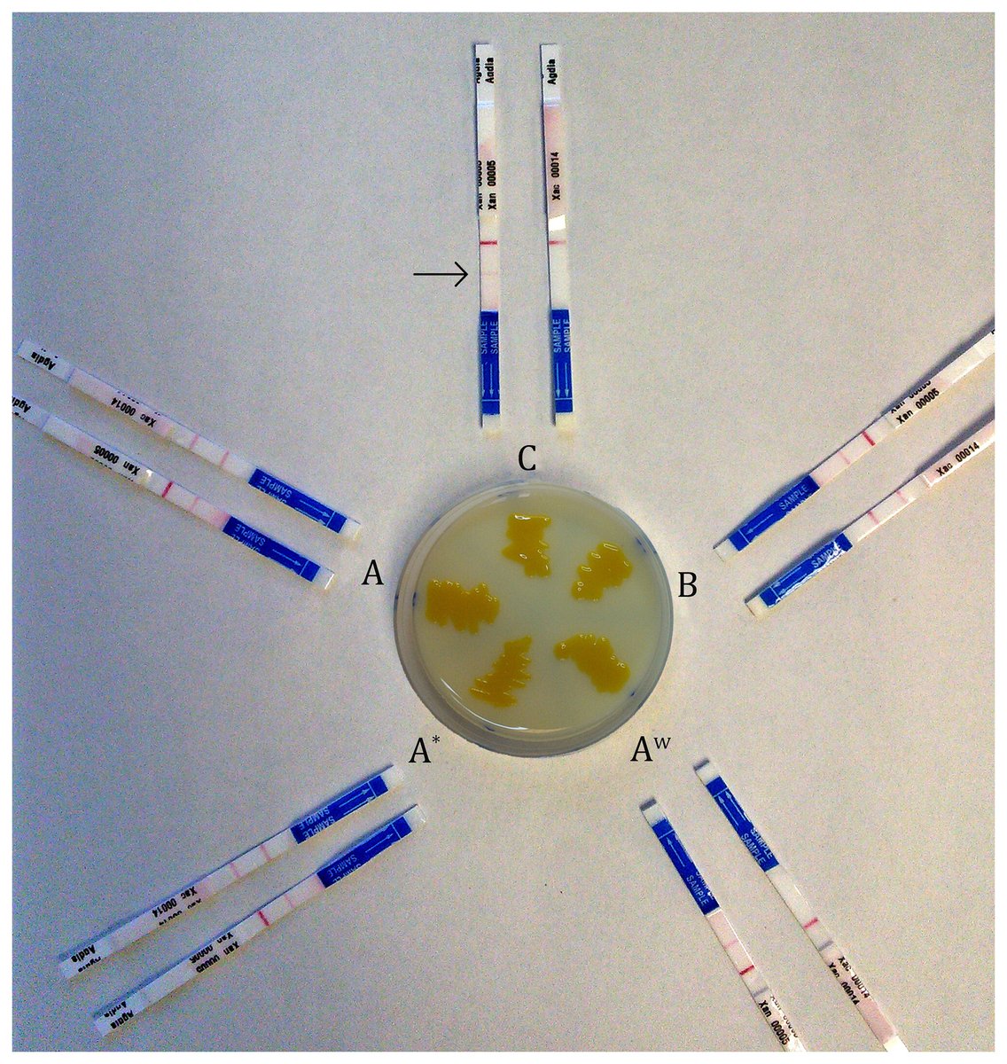 Raquel S. Hill et al. developed a new RPA assay that detects all citrus canker pathotypes in 25 minutes—faster, field ready, and more accurate than current tools. <a href="/Cano_Lab/">Liliana Cano</a> Learn more: doi.org/10.1094/PHYTOF…
