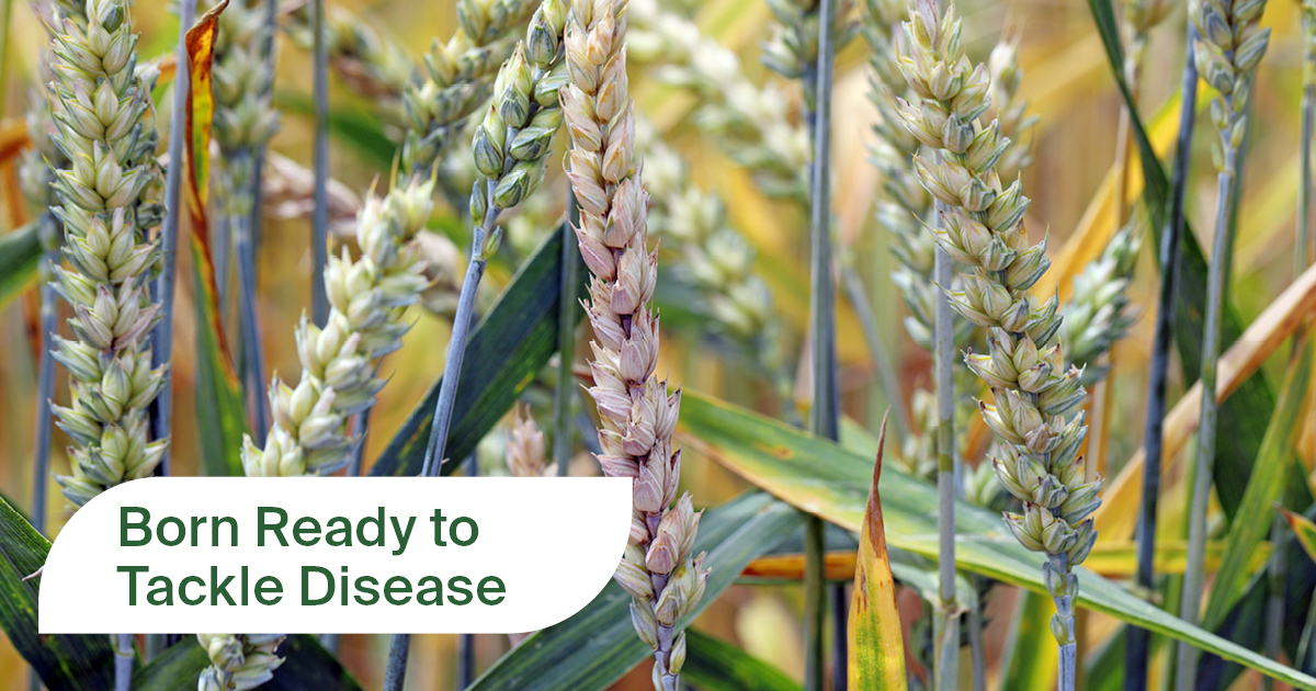 #Dwarfbunt can stunt plant height by 66%. Protect yield and quality with Salient brand seed treatments. Salient is a leading answer to dwarf bunt control in PNW winter wheat. nufarm.com/usst/cereal-se…
#ag #grower #plant25 #agtwitter #winterwheat