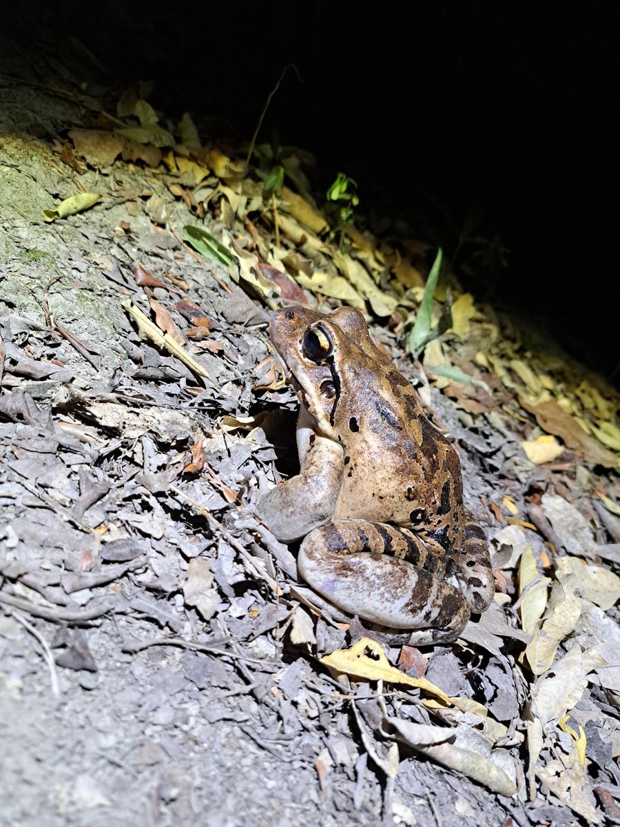 The Mountain Chicken reaches sexual maturity around 3 years of age and has a lifespan of approximately 12 years, though some individuals may live longer in captivity.

Find out more on our FB Page: Facebook.com/ReWildCaribbean