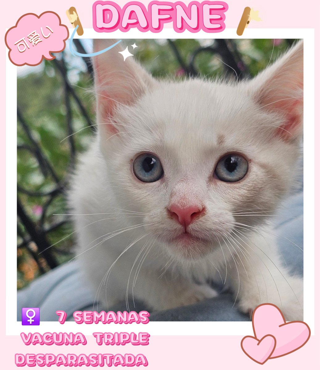 Por fin están listos para ser adoptados los hijos de Briggite. Odisea y las ninfas (Dafne, Calipso y Eurídice). Todos son un amor, saben usar el arenero comen croquetas que da gusto. Buscamos #ADOPCIÓNRESPONSABLE para todos y cada uno de ellos. Lo mejor es que se vayan en pareja,