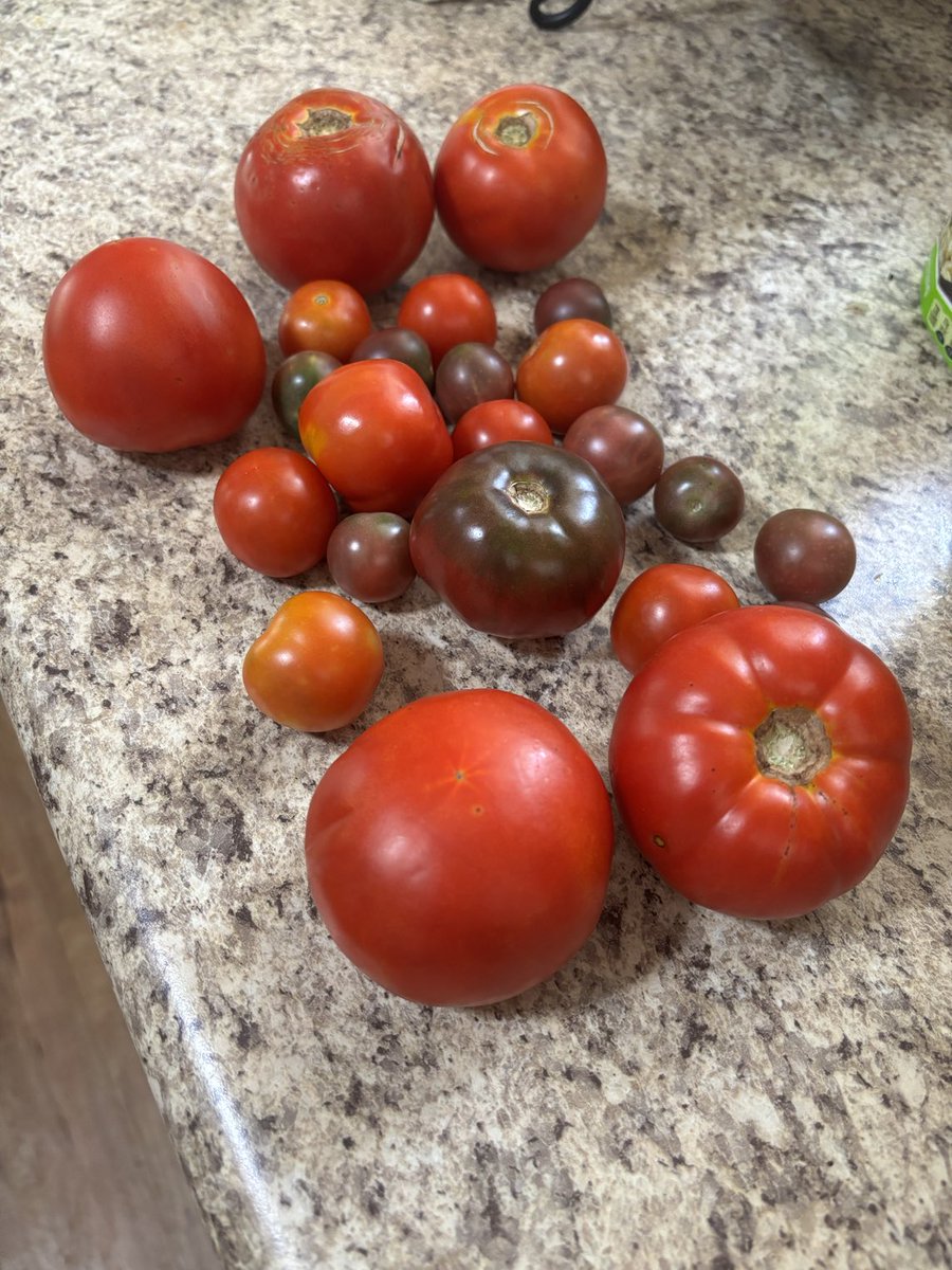My advice to all the folks moving to the Huntsville area and the South in general: New homes are great. But get you an established neighborhood with a couple southern ladies who love to garden. Your counters will look like this all of July and August.